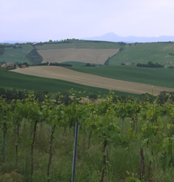 Bruscia Winery - Production of Italian Organic Wine