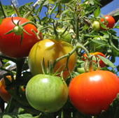 Tarini Snc - Rivendita agraria di prodotti per il giardino e orto - Pesaro e Urbino Marche Italia