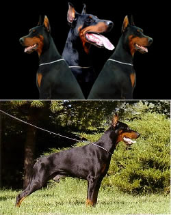 Allevamento Della Ninfa Nobel - Allevamento Cani Dobermann Allevamento Della Ninfa Nobel - Allevamento Cani Dobermann