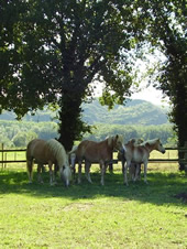 Agriturismo La Badia - I cavalli nel paddok