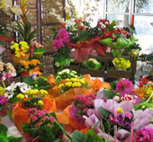 Fiori De maio - Piante Decorative- Pesaro e Urbino Marche Italia