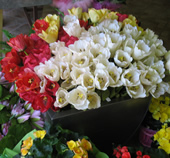 Fiori De maio - Allestimenti e Decorazioni - Pesaro e Urbino Marche Italia