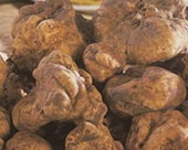Sacchi Tartufi - Tartufo Bianco - Pesaro e Urbino Marche Italia