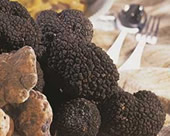 Sacchi Tartufi - Tartufo Nero Pregiato - Pesaro e Urbino Marche Italia