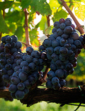 Azienda Agricola Casella Muzighin - I nostri vini di Visciole