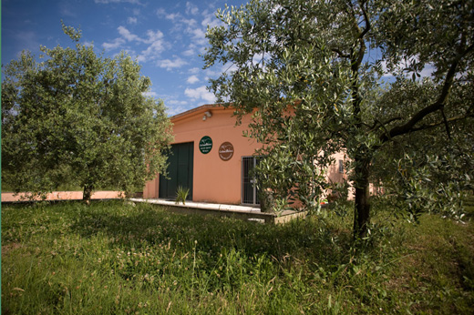 Azienda agricola Berloni Giuliano - Produzione Liquor d\`Ulivi e Olio Biologico