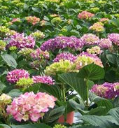 Pascucci Vivai - Vasto assortimento di piante in caso Pesaro