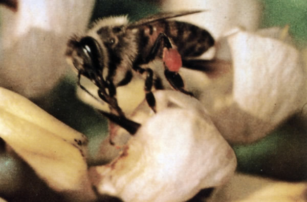Apicoltura Luchetti Paolo - Produzione miele